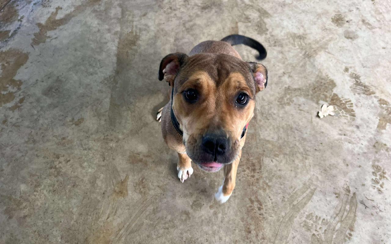 Nalla, a 1 year old female Staffordshire Bull Terrier available for adoption from Scottish SPCA in Lanarkshire ARRC, Scotland