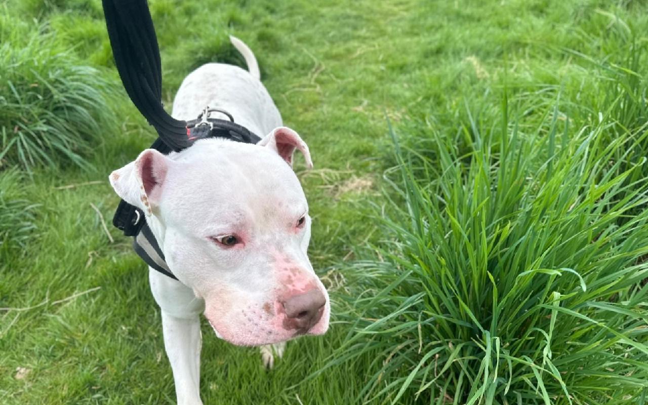 Angus, a 2 years old male American Bulldog available for adoption from Scottish SPCA in Scotland