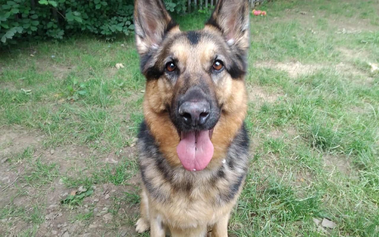 Jypsy, a 7 years old female German Shepherd available for adoption from Scottish SPCA in Lanarkshire ARRC, Scotland