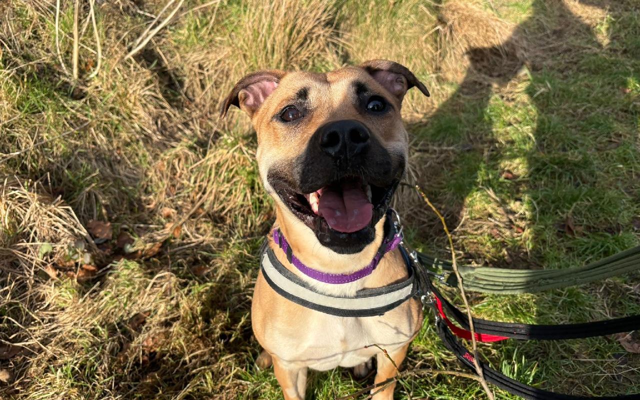 Roxie, a 3 years old female Crossbreed available for adoption from Scottish SPCA in Glasgow ARRC, Scotland