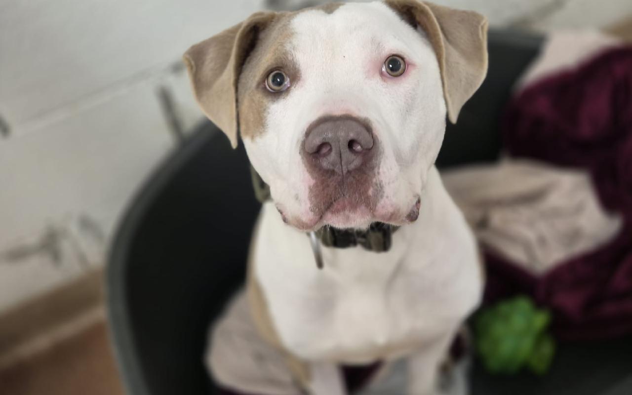 Monty, a 3 years old male Crossbreed available for adoption from Scottish SPCA in Highlands and Islands, Scotland