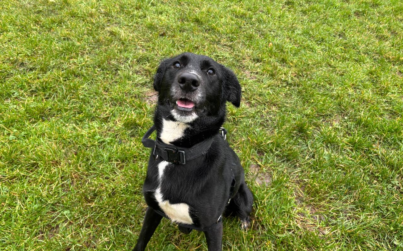 Captain, a 3 years old male Border Collie available for adoption from Scottish SPCA in Dunbartonshire and West Scotland ARRC, Scotland
