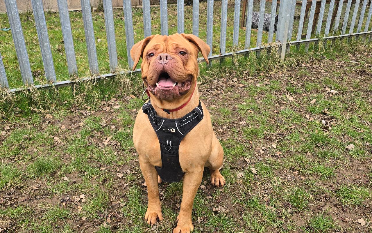 Lexi, a 7 years old female Dogue de Bordeaux available for adoption from Scottish SPCA in Scotland