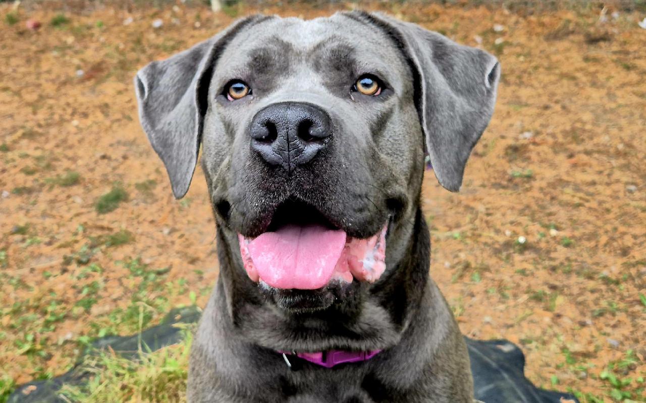 Bella, a 2 years old female Cane Corso available for adoption from Scottish SPCA in Highlands and Islands, Scotland