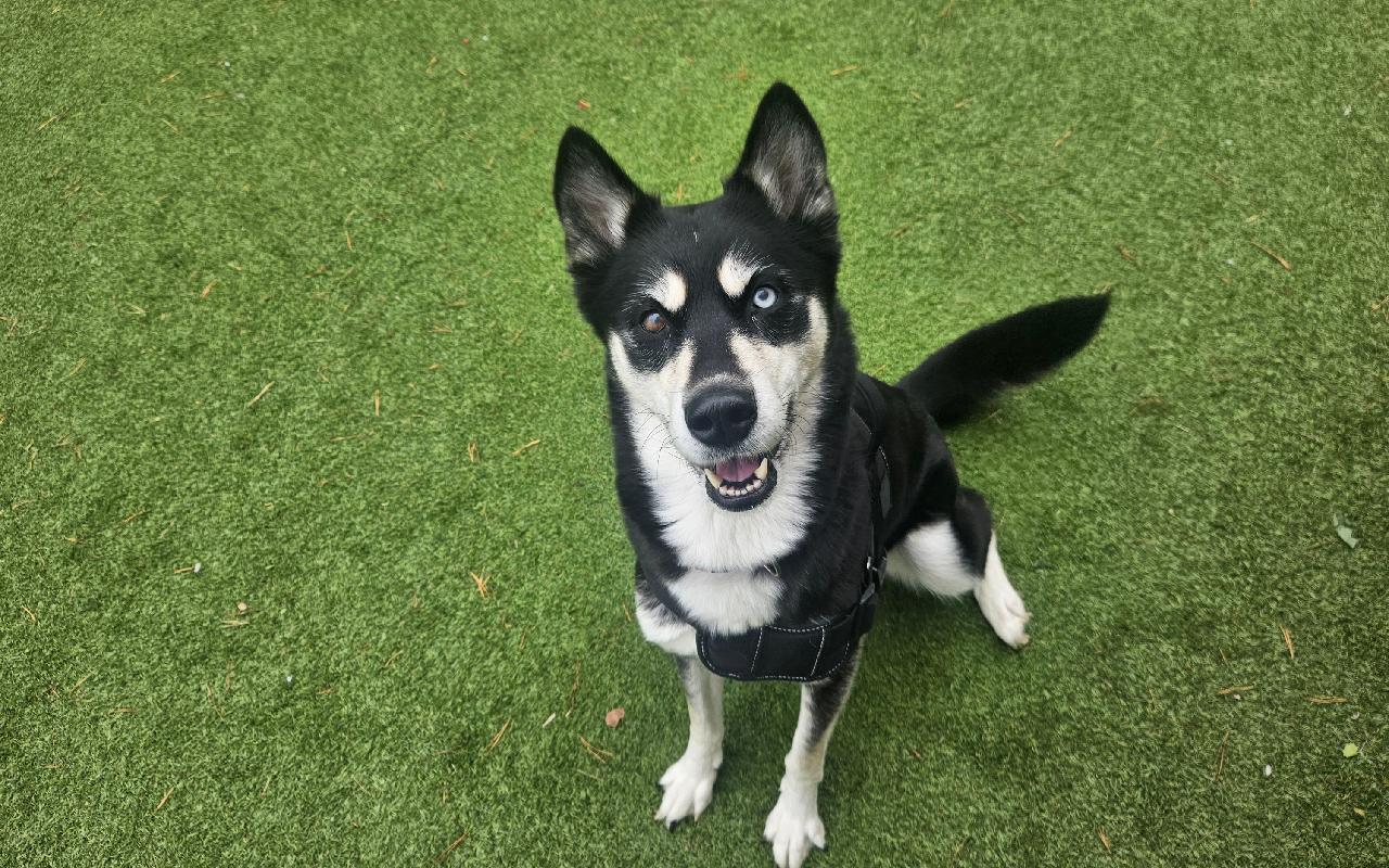 Stella, a 4 years old female Siberian Husky available for adoption from Scottish SPCA in Edinburgh and Lothians ARRC, Scotland