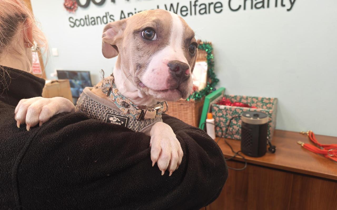 Mary, a 4 years old female Staffordshire Bull Terrier available for adoption from Scottish SPCA in Dunbartonshire and West Scotland ARRC, Scotland