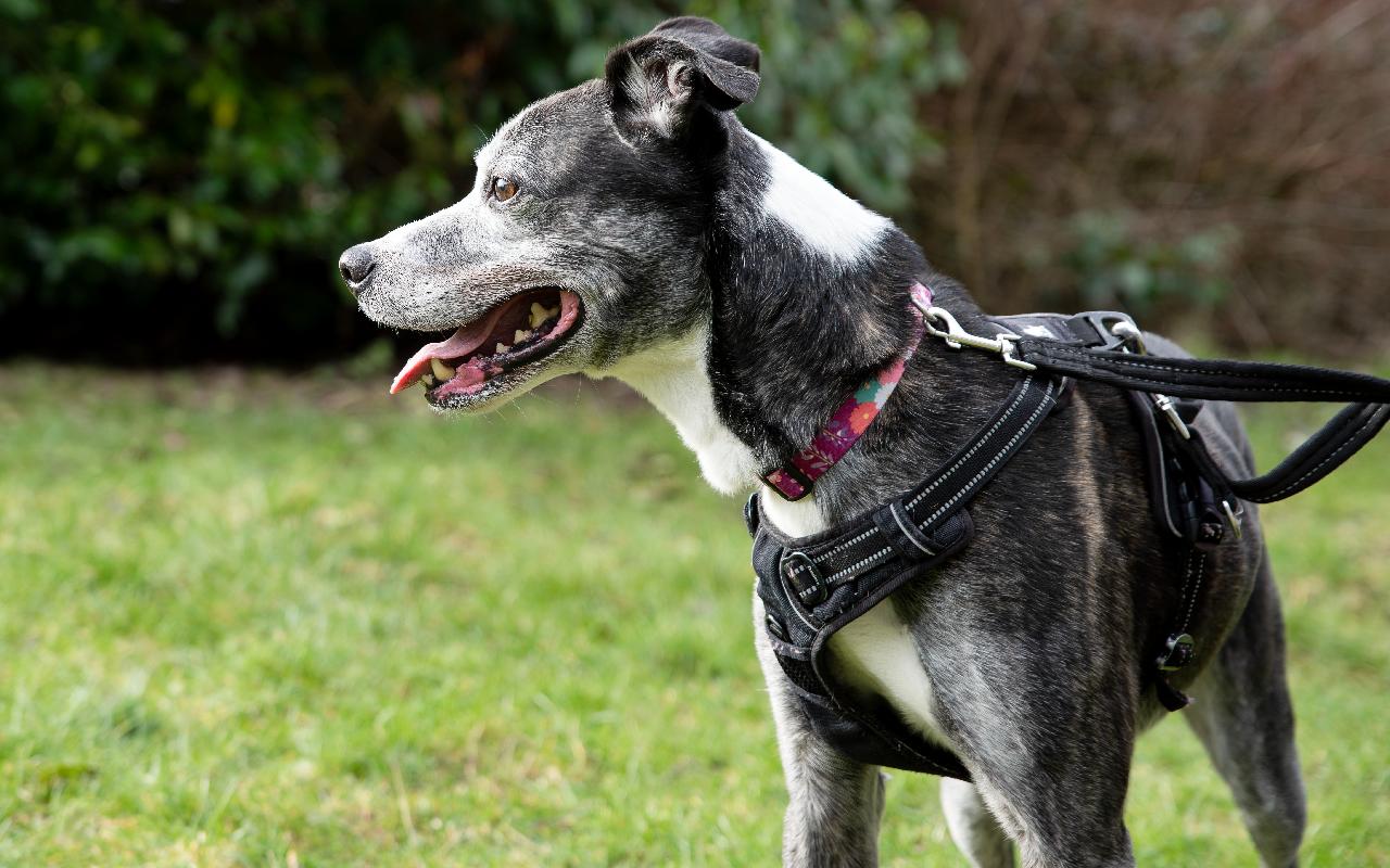 Blue, a 9 years old male Crossbreed available for adoption from Scottish SPCA in Scotland