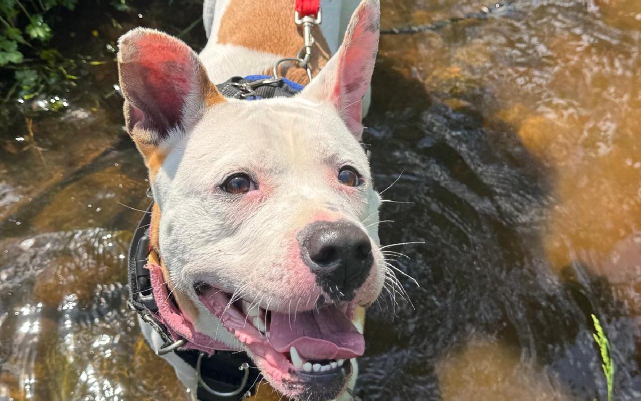 Athena, a 2 years old female Staffordshire Bull Terrier available for adoption from Scottish SPCA in Scotland
