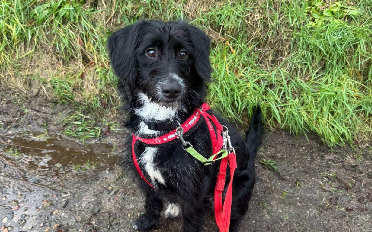 Mable, a 11 years old female Lurcher available for adoption from Scottish SPCA in Aberdeenshire, Scotland