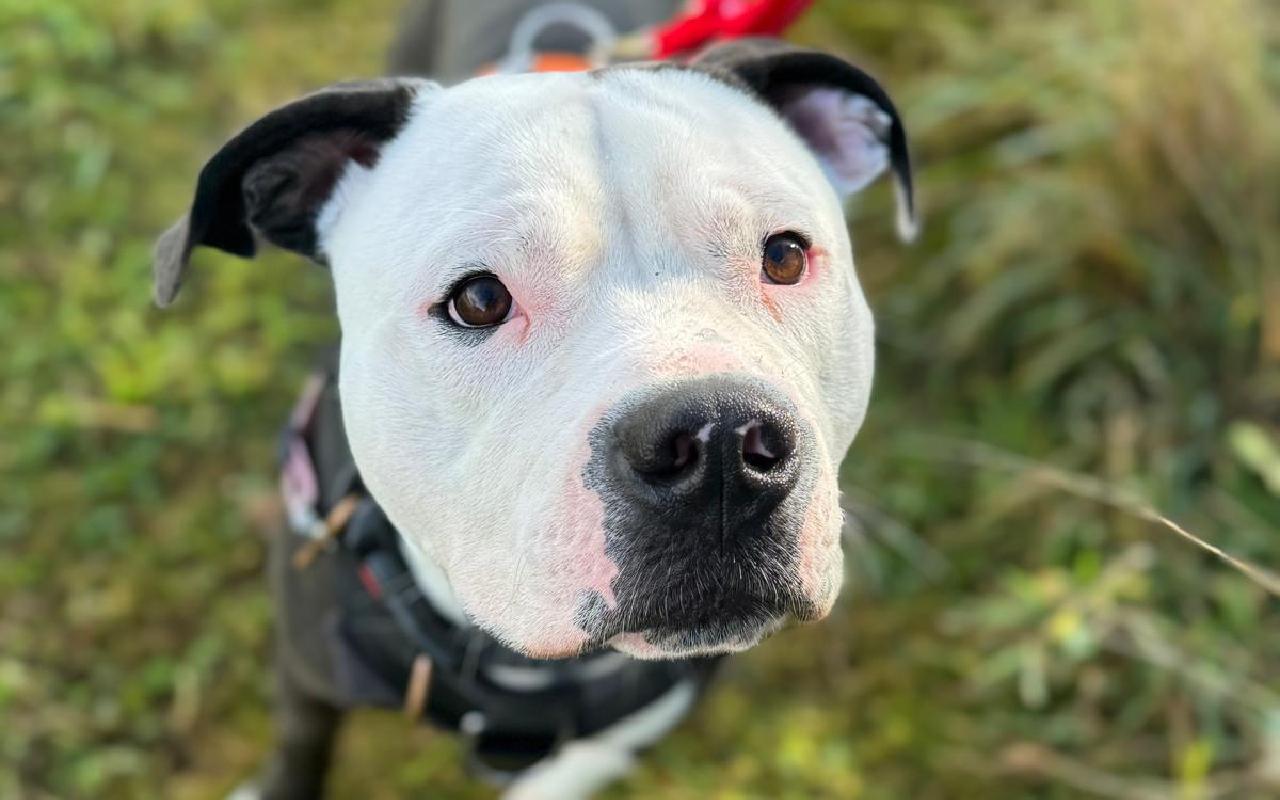 Buddy, a 3 years old male Bulldog available for adoption from Scottish SPCA in Scotland