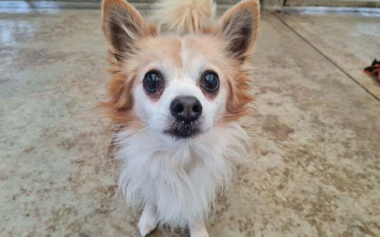 Austin, a 13 years old male Chihuahua available for adoption from Scottish SPCA in Scotland