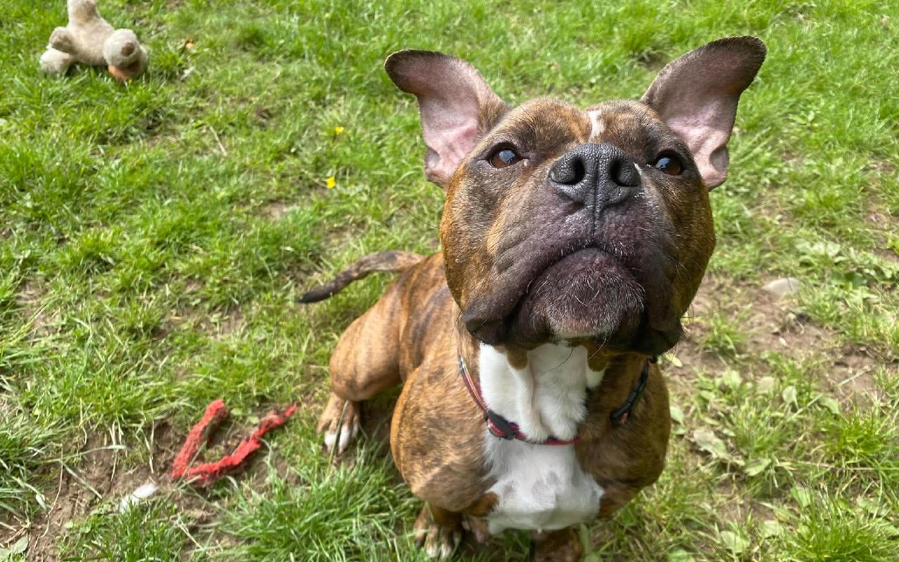 Luna, a 4 years old female Staffordshire Bull Terrier available for adoption from Scottish SPCA in Scotland