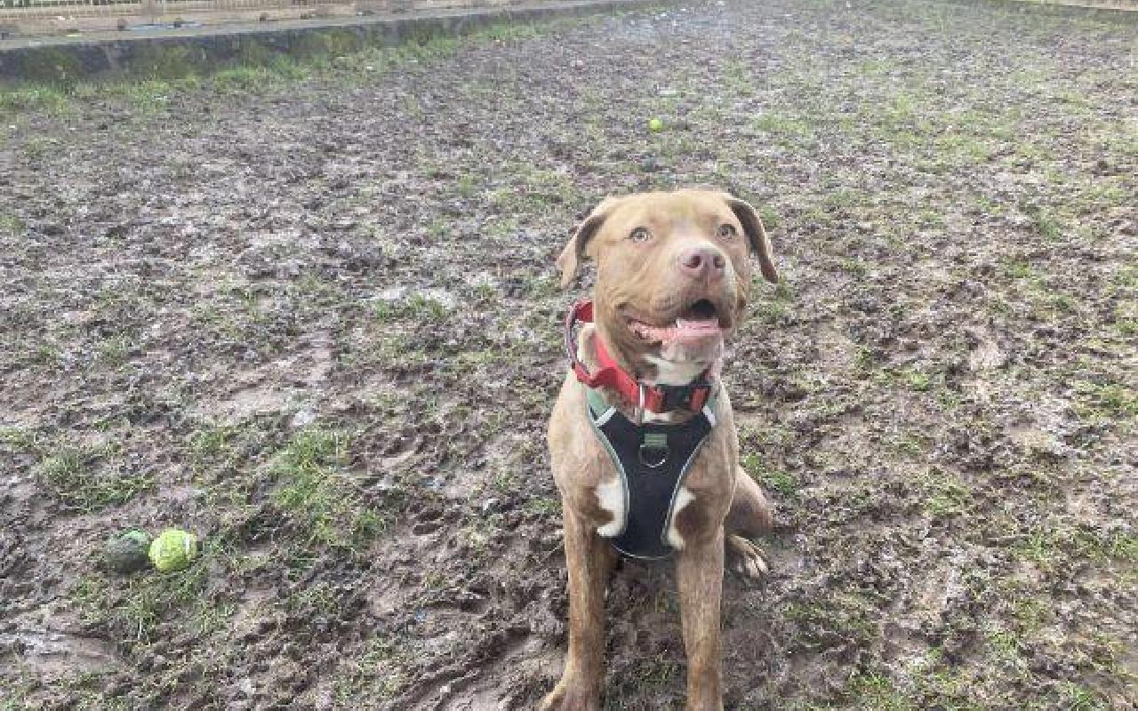Comet, a 11 months old male Crossbreed available for adoption from Scottish SPCA in Lanarkshire, Scotland