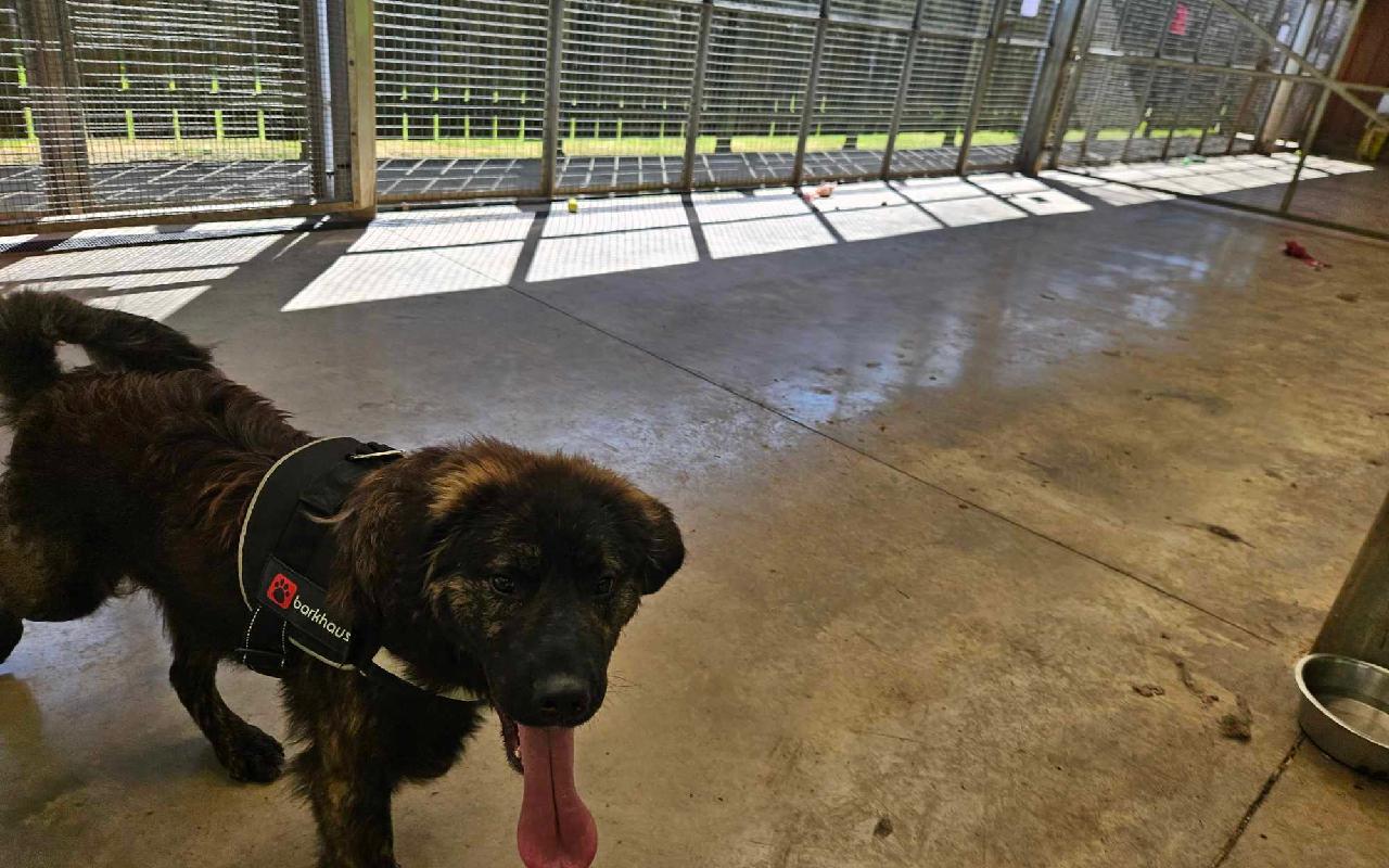 Oscar, a 2 years old male Caucasian Shepherd available for adoption from Scottish SPCA in Lanarkshire ARRC, Scotland