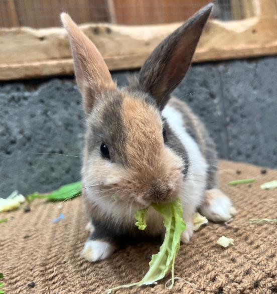 Squirt — photo 1