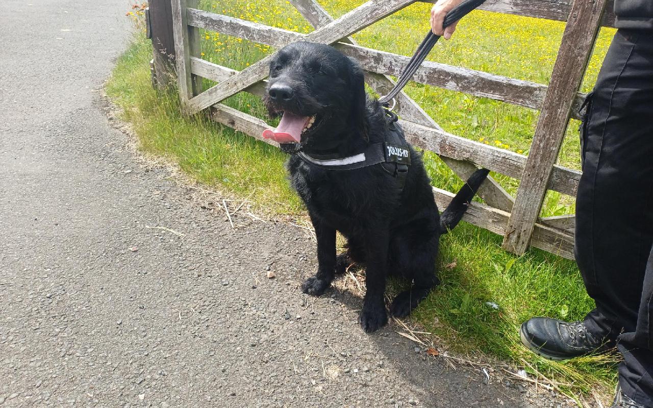 Bear, a 3 years old male Labrador available for adoption from Scottish SPCA in Scotland