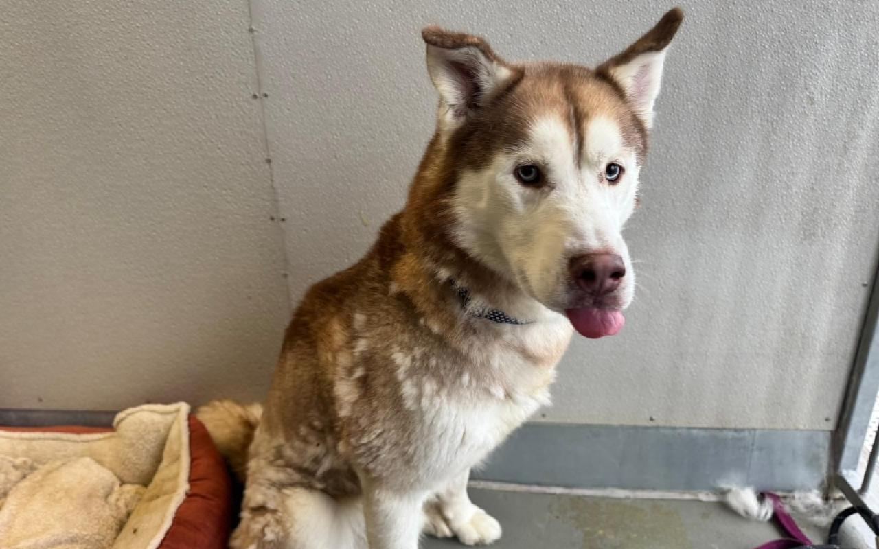 Beau, a 5 years old male Siberian Husky available for adoption from Scottish SPCA in Scotland