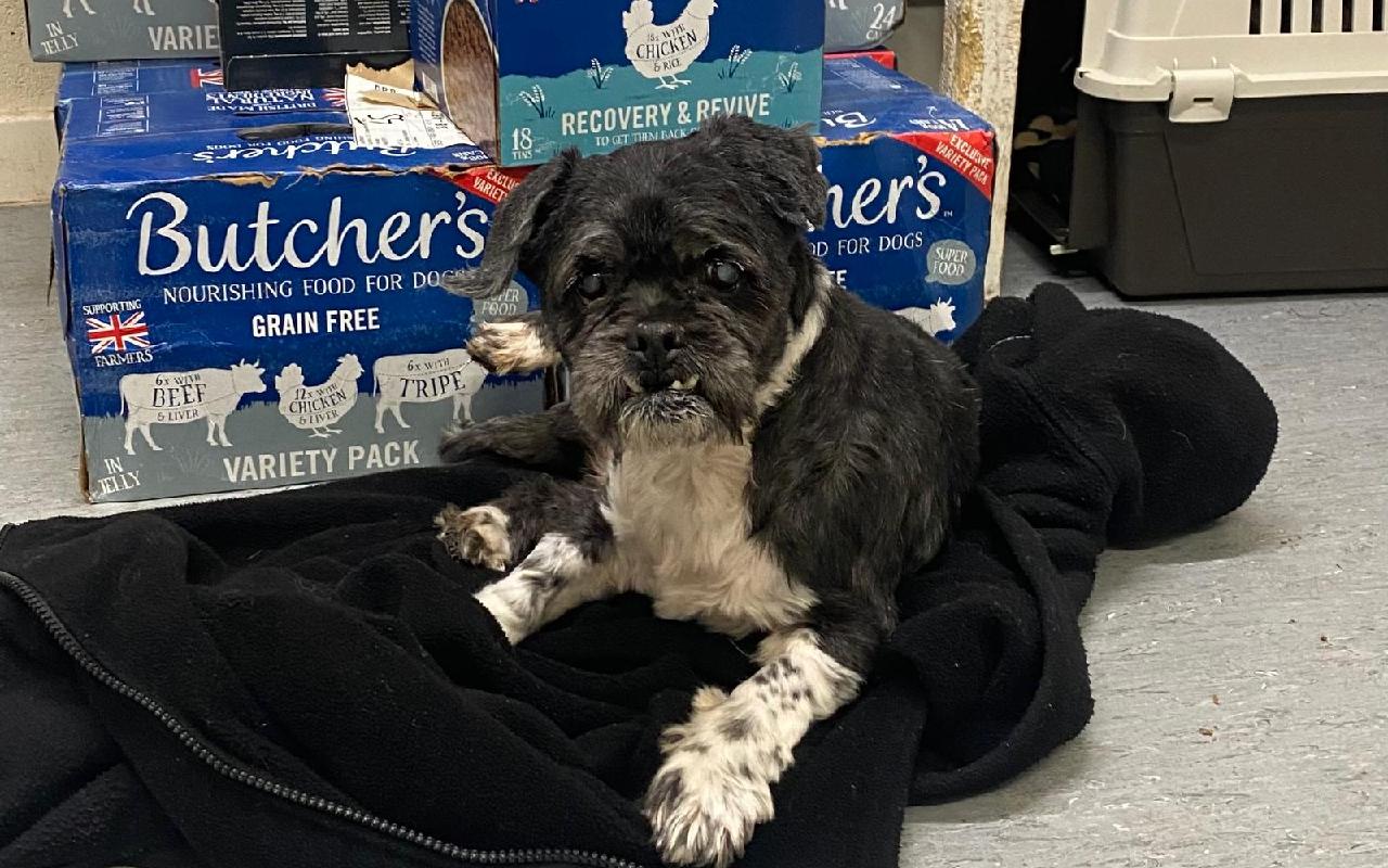 Bandit, a 13 years old male Lhasa Apso available for adoption from Scottish SPCA in Aberdeenshire ARRC, Scotland