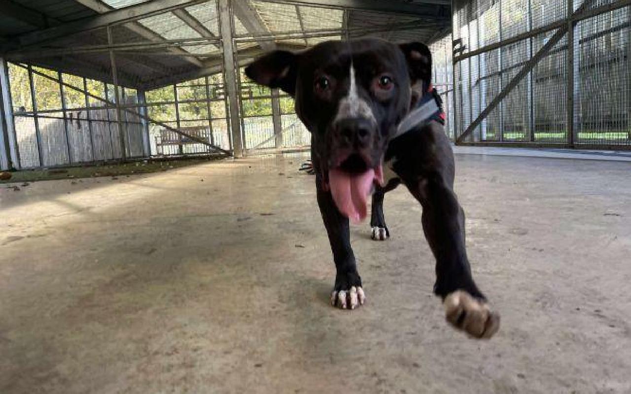 Eliza, a 2 years old female Staffordshire Bull Terrier available for adoption from Scottish SPCA in Lanarkshire ARRC, Scotland