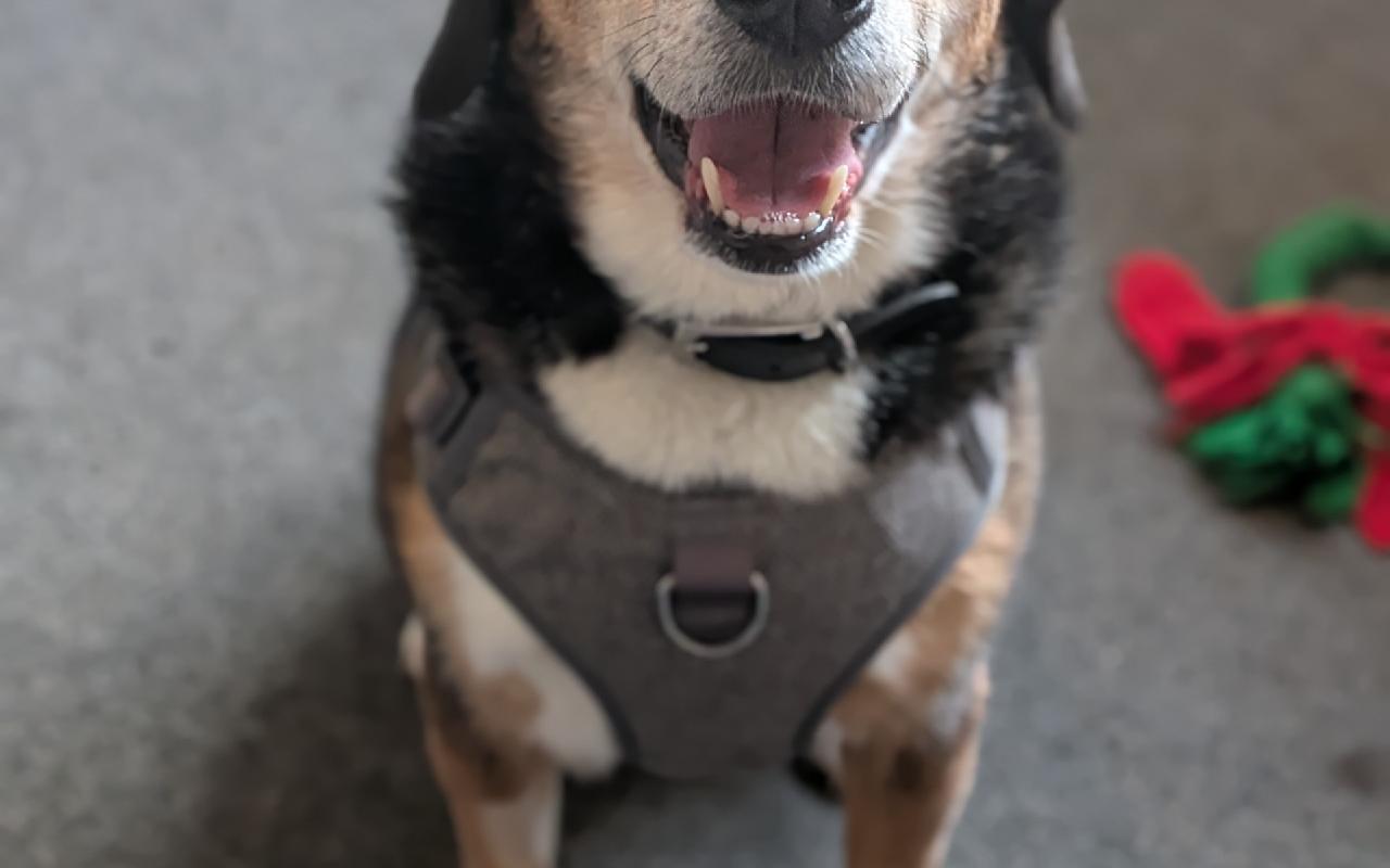 Opal, a 9 years old female Beagle available for adoption from Scottish SPCA in Dunbartonshire and West Scotland, Scotland