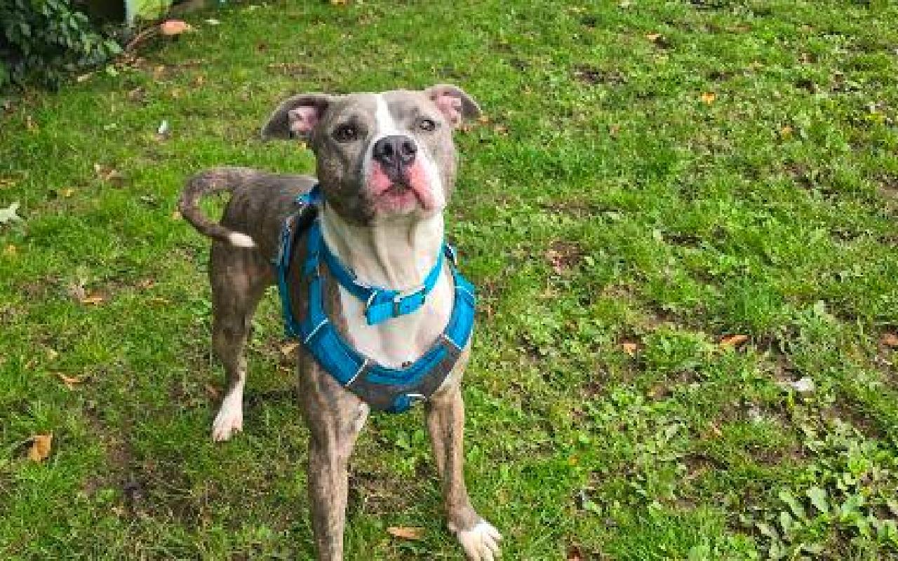 Kevin, a 3 years old male Staffordshire Bull Terrier available for adoption from Scottish SPCA in Scotland
