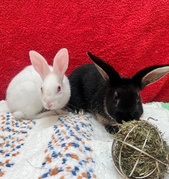 Buttons & Chico — photo 1