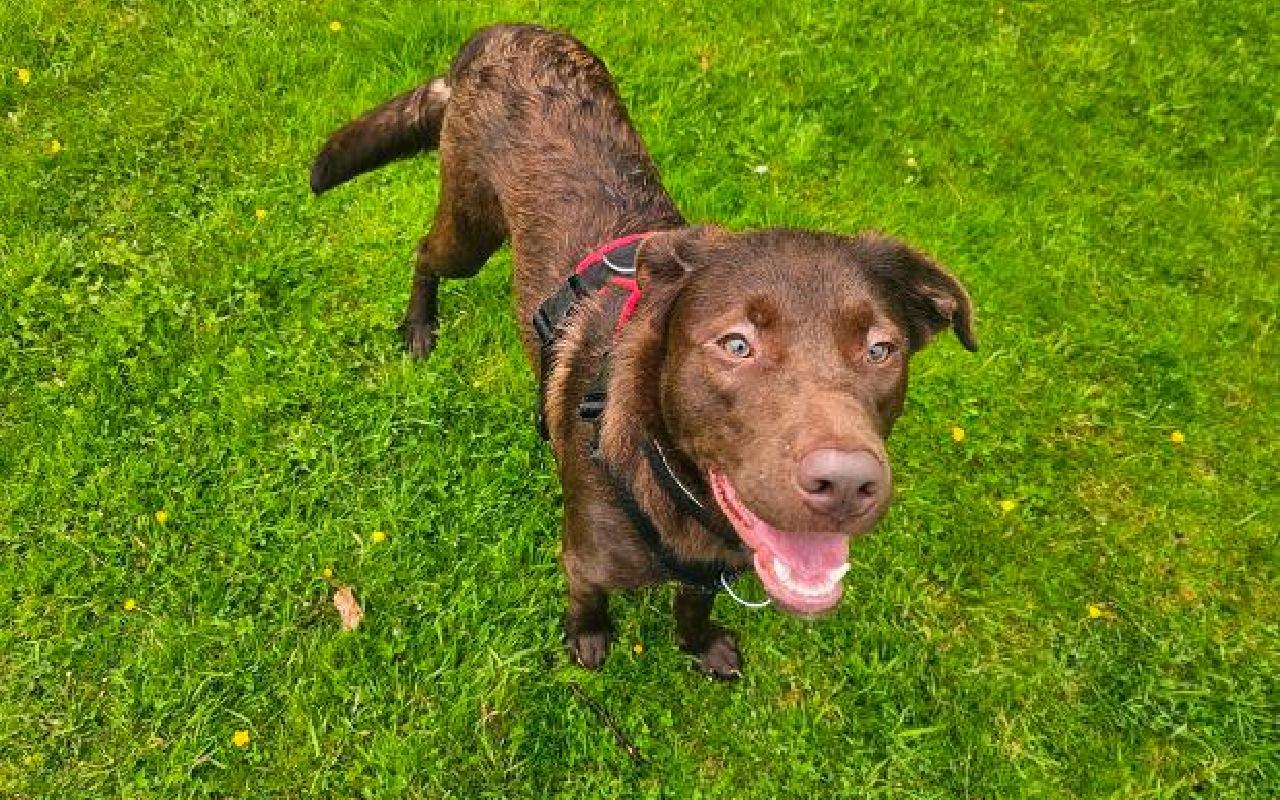 Benson, a 2 years old male Labrador available for adoption from Scottish SPCA in Scotland