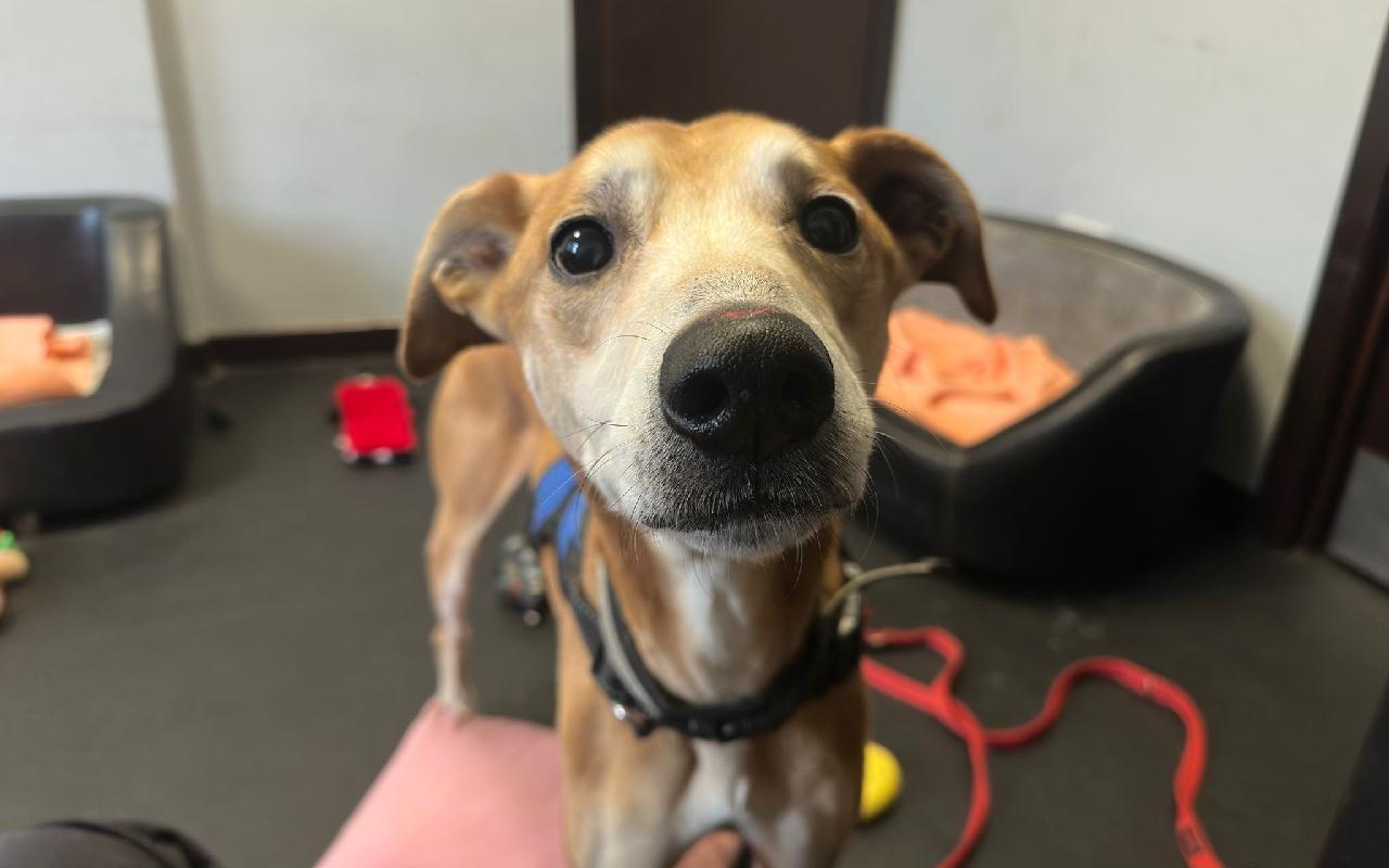 Buddy, a 10 years old male Lurcher available for adoption from Scottish SPCA in Scotland