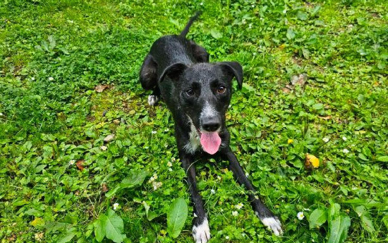 Norris, a 1 year old male Lurcher available for adoption from Scottish SPCA in Scotland