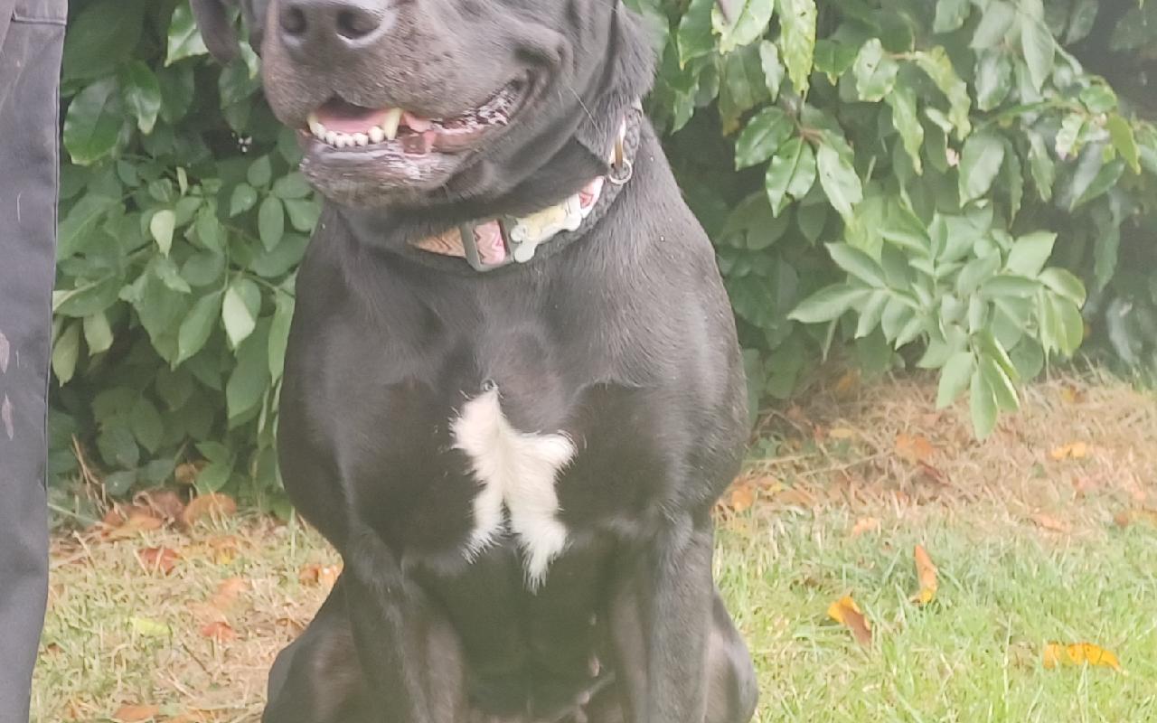 Storm, a 2 years old female Labrador available for adoption from Scottish SPCA in Edinburgh and Lothians ARRC, Scotland