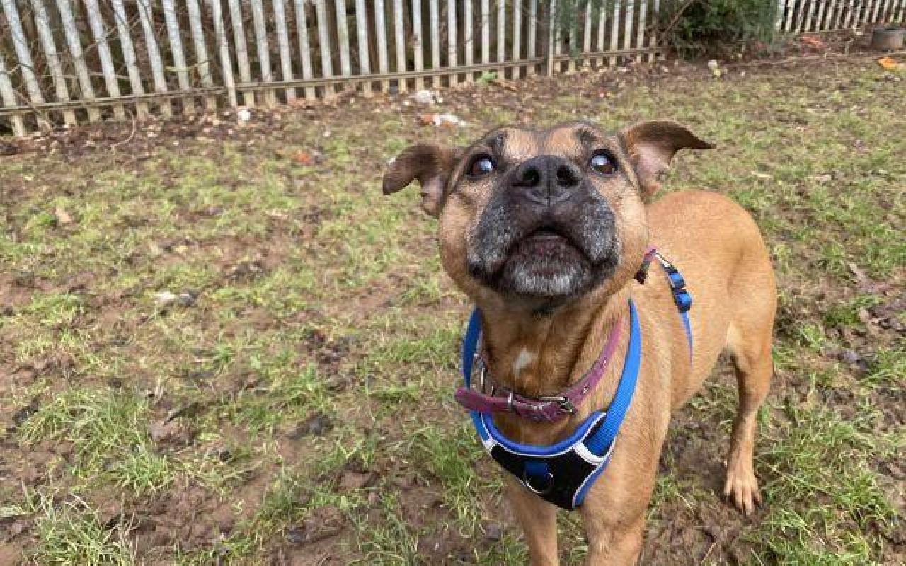 Holly, a 9 years old female Staffordshire Bull Terrier available for adoption from Scottish SPCA in Lanarkshire, Scotland
