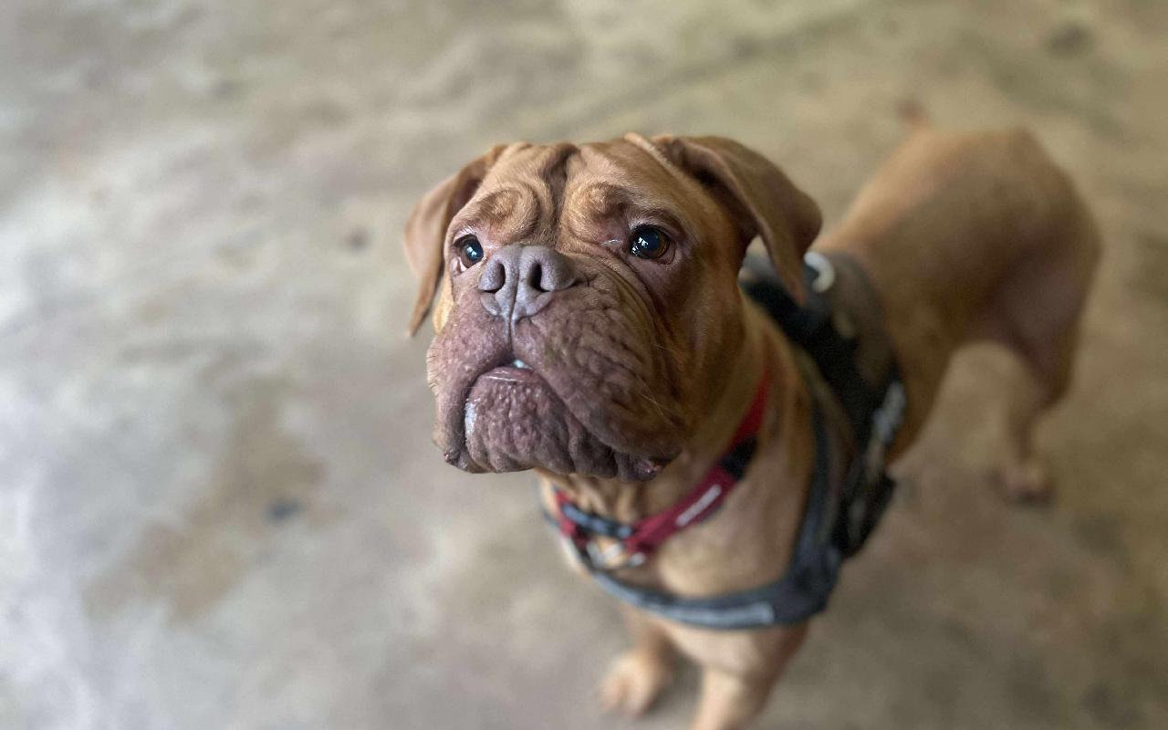 Lexi, a 6 years old female Dogue de Bordeaux available for adoption from Scottish SPCA in Scotland