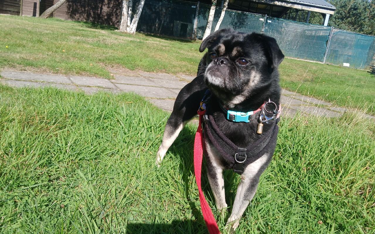 Pugsly, a 3 years old male Pug available for adoption from Scottish SPCA in Scotland