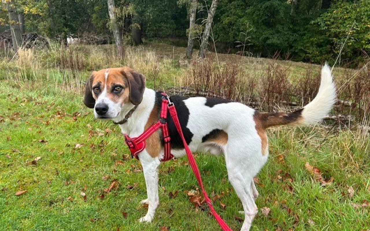 Ollie, a 4 years old male Beagle available for adoption from Scottish SPCA in Scotland
