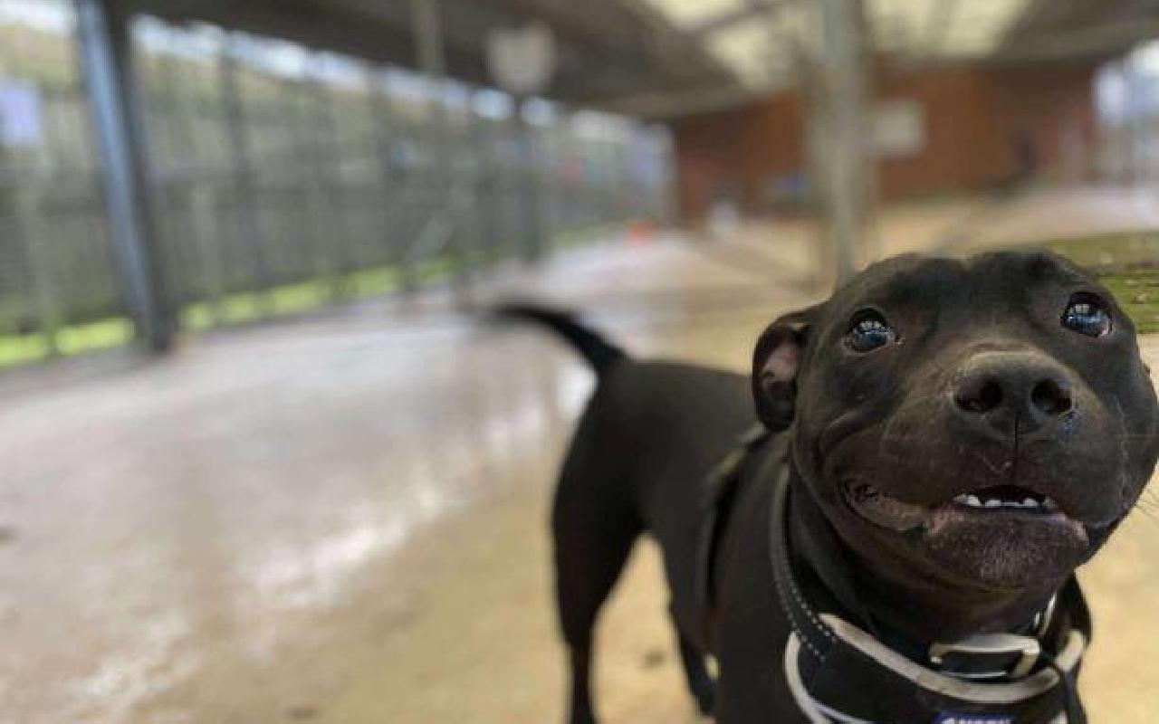 Bella, a 1 year old female Staffordshire Bull Terrier available for adoption from Scottish SPCA in Lanarkshire ARRC, Scotland