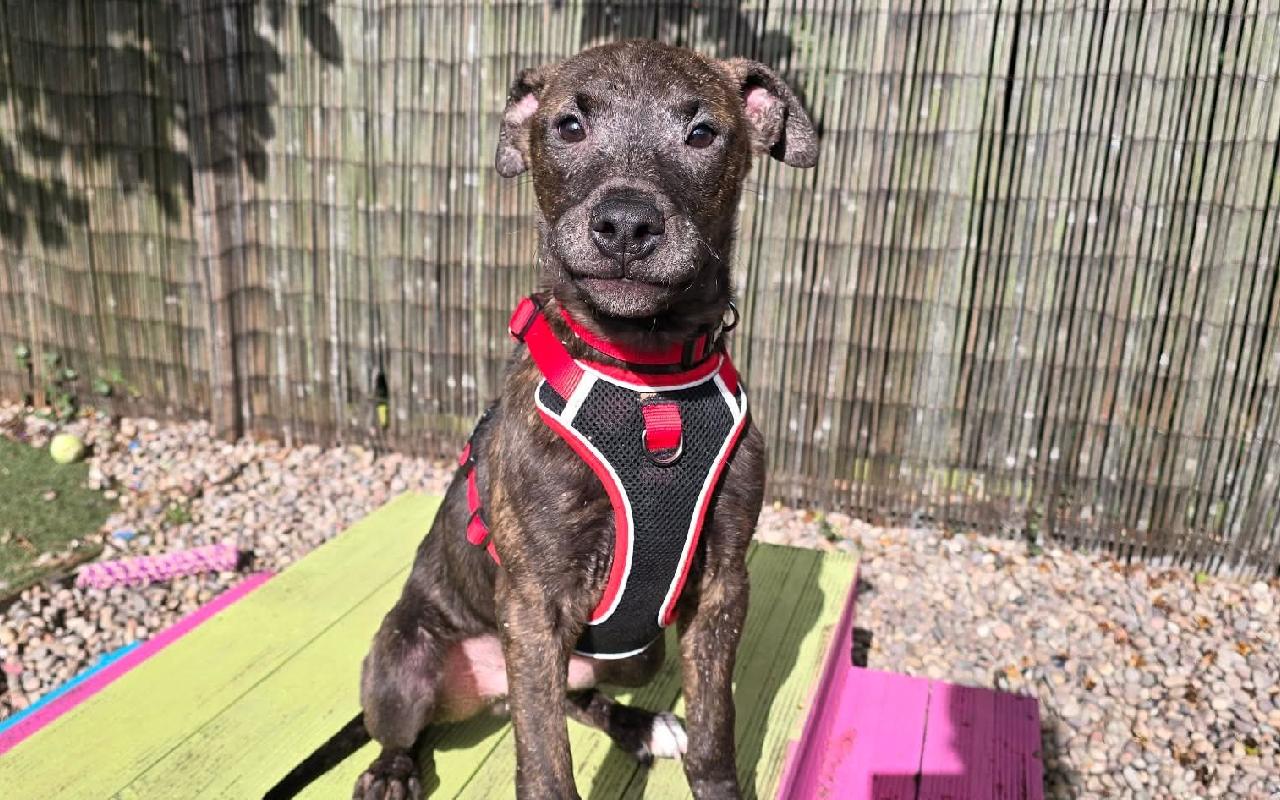 Pacino, a 5 months old male Lurcher available for adoption from Scottish SPCA in Scotland