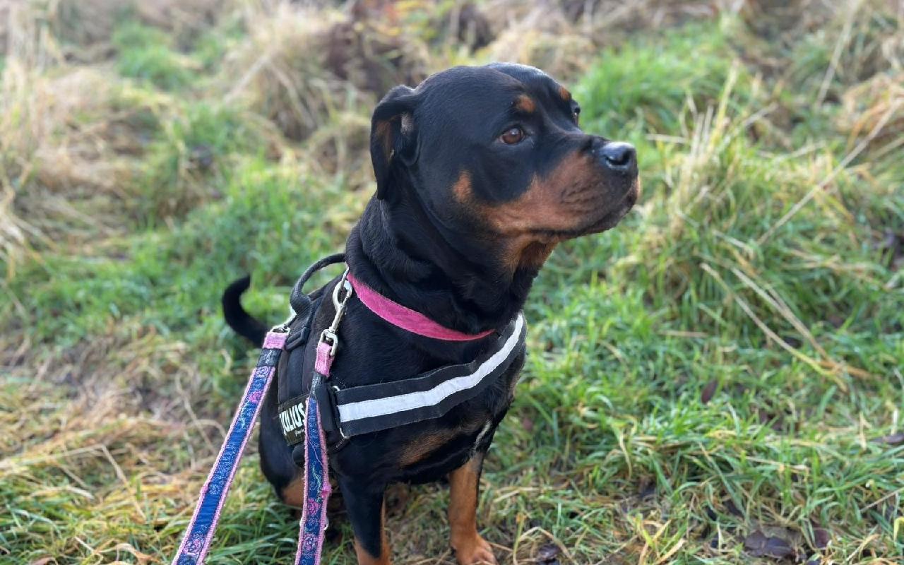 Bella, a 6 years old female Rottweiler available for adoption from Scottish SPCA in Glasgow, Scotland