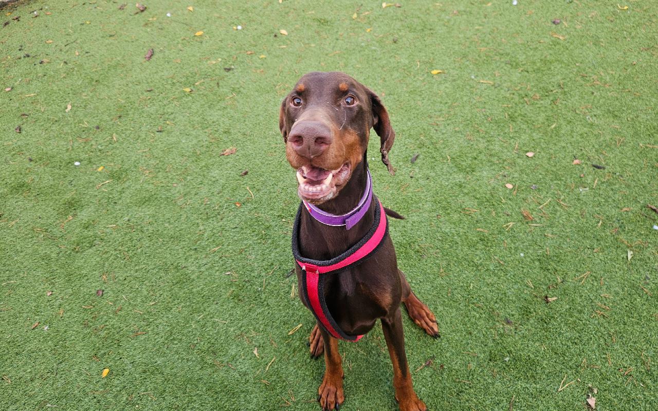Wallace, a 4 years old male Dobermann available for adoption from Scottish SPCA in Edinburgh and Lothians ARRC, Scotland