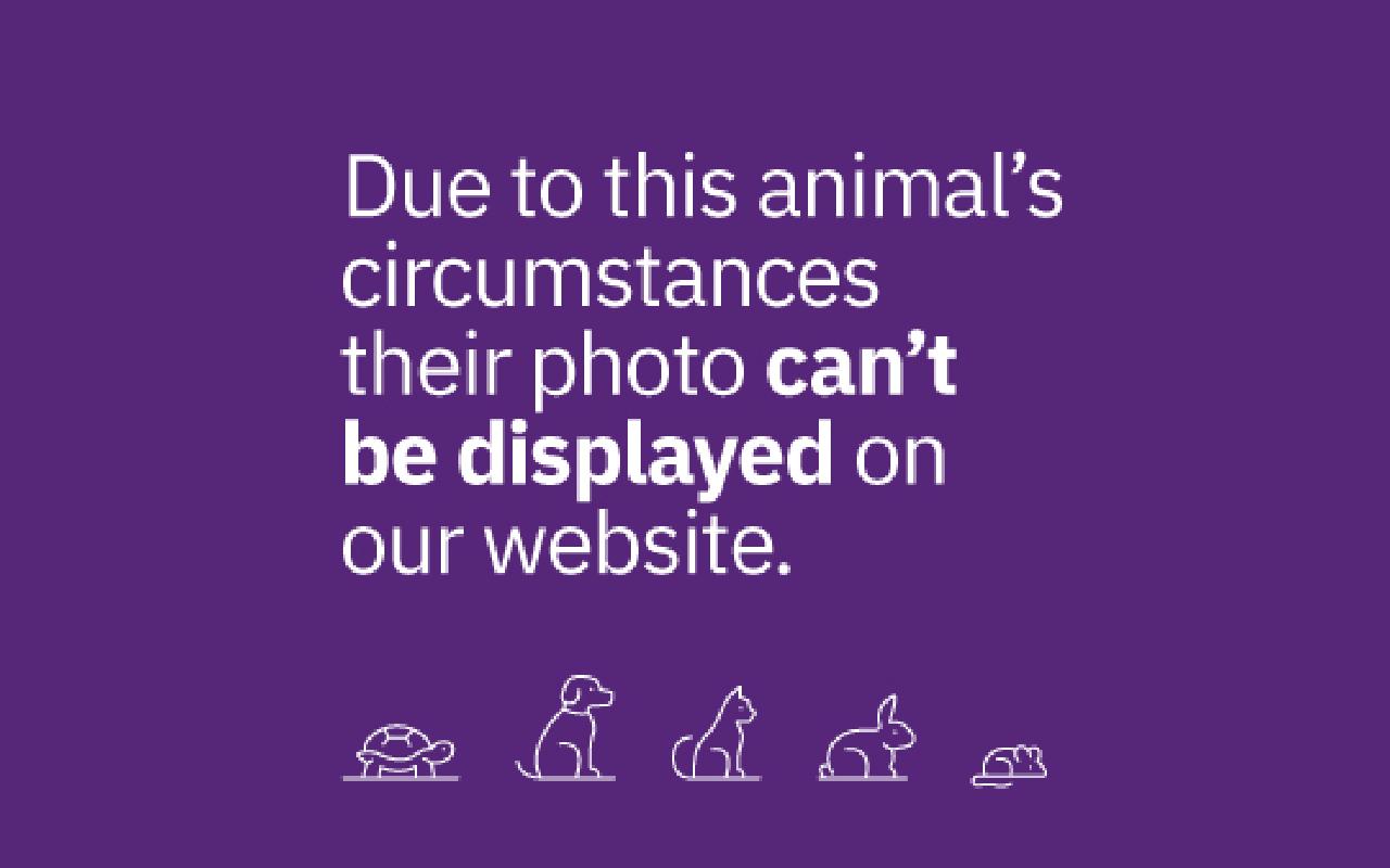 Lily, a 11 years old female Jack Russell Terrier available for adoption from Scottish SPCA in Dunbartonshire and West Scotland ARRC, Scotland