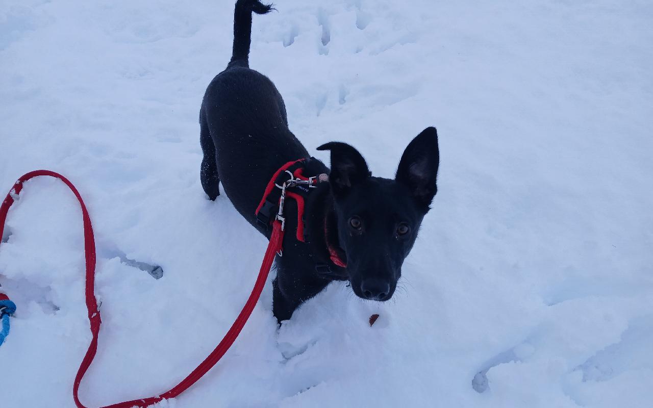 Lottie, a 7 months old female Lurcher available for adoption from Scottish SPCA in Aberdeenshire ARRC, Scotland