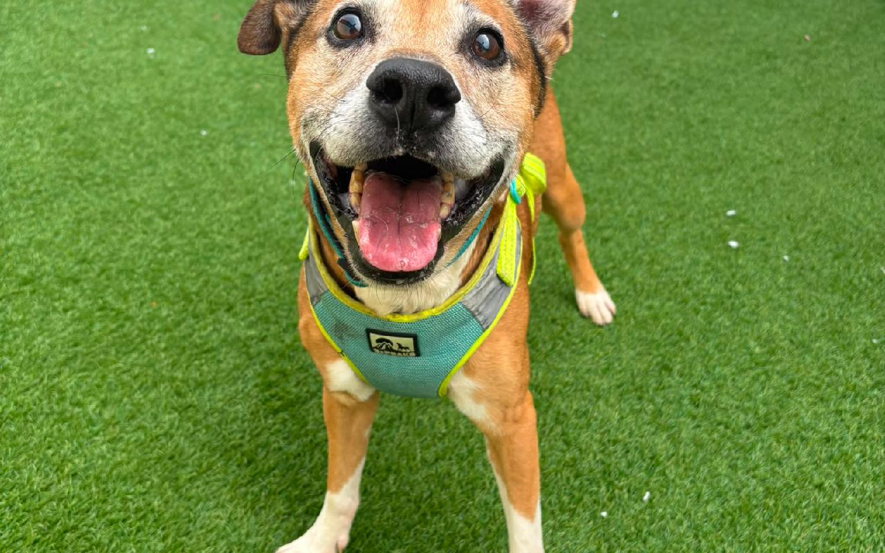 Dash, a 11 years old male Crossbreed available for adoption from Scottish SPCA in Scotland