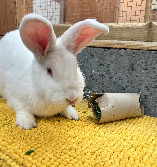 Geraldine
