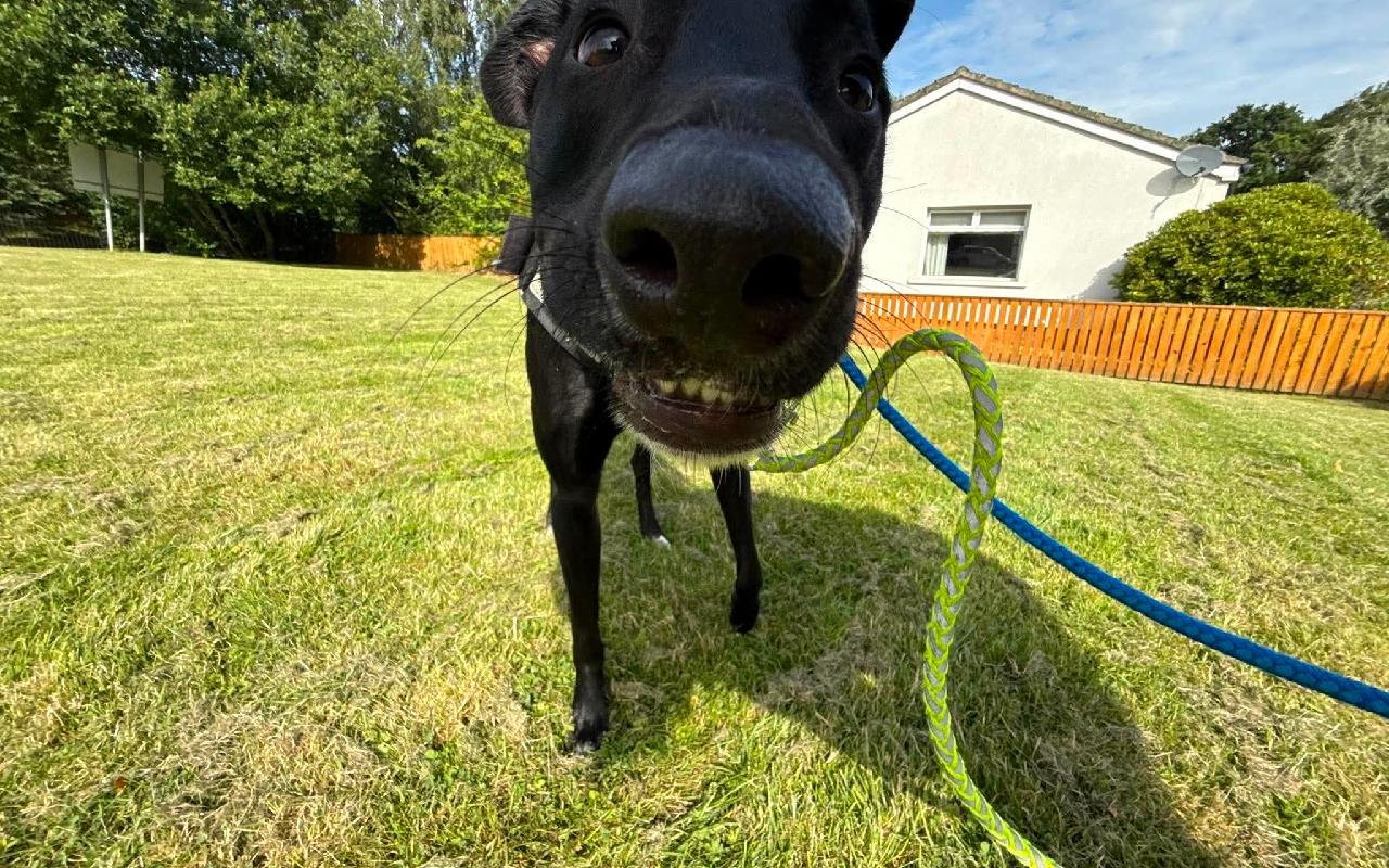 Logan, a 1 year old male Lurcher available for adoption from Scottish SPCA in Scotland