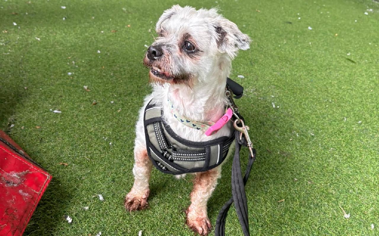 Fudge, a 10 years old male Lhasa Apso available for adoption from Scottish SPCA in Scotland
