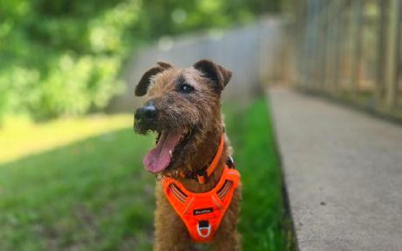 Trouble, a 9 years old male Irish Terrier available for adoption from Scottish SPCA in Lanarkshire ARRC, South Lanarkshire