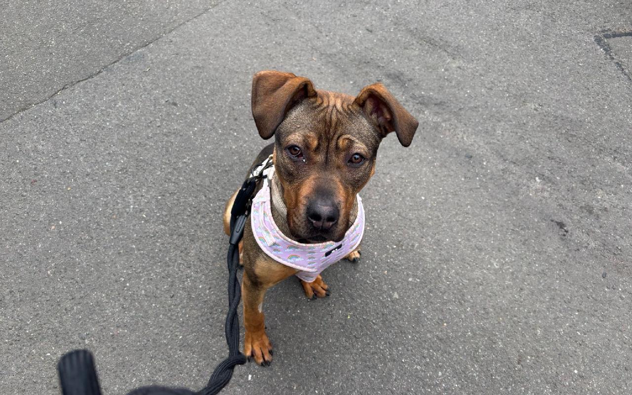 Chicken, a 10 months old female Crossbreed available for adoption from Scottish SPCA in Scotland