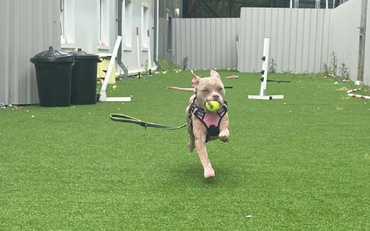 Akira, a 1 year old female Pocket Bully available for adoption from Scottish SPCA in Scotland