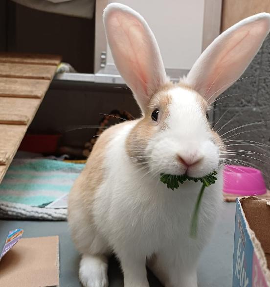 Basil