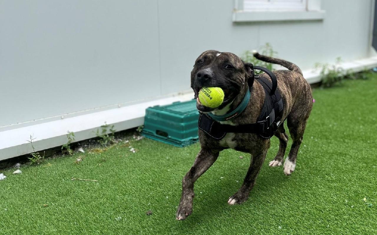 Boston, a 8 years old male Staffordshire Bull Terrier available for adoption from Scottish SPCA in Glasgow, Scotland