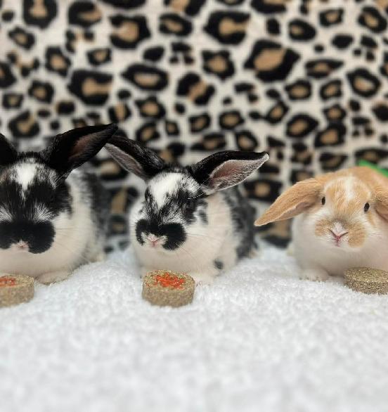 Bug, Butter & Bumble